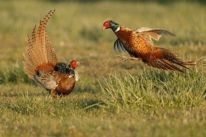 Wisconsin Pheasant Hunting Preserve | Bird Hunts With Dogs