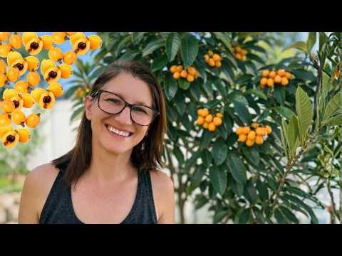 The MUST Have Fruit Tree You Have Never Heard Of