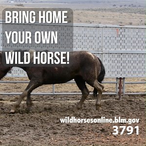 6K views · 88 reactions | Bring home your own wild horse! Forty-six...