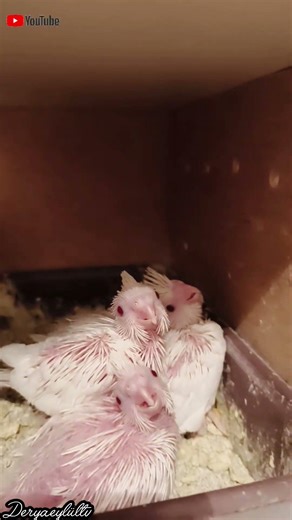 Red-Eyed Puppies from Black-Eyed Parents! 😱 #explore #youtubeshorts #cockatiel #deryaeylültv