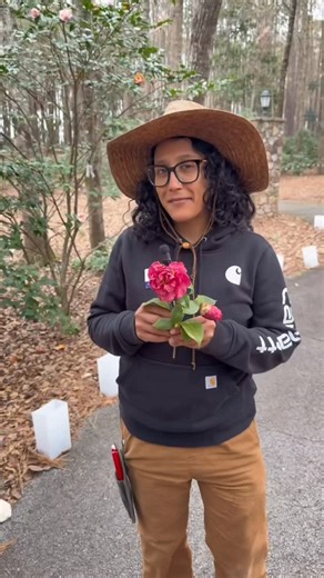 Columbus Botanical Garden on Instagram: "Amarilys, out horticulture manager, leads us through some of our Camellia Garden blooms! Don’t miss out on our camellia events next week, Camellias and Cocktails, February 5th, 5:00pm - 7:30pm, and Camellia Fest, February 7th, 9:00am - 5:00pm. Visit the Sam M. Wellborn Camellia Garden, 9am-4pm, Tuesday - Sunday, to see these beautiful blooms and more! #columbusga #columbusbotanicalgarden"