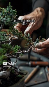17 reactions | What Do #Bonsai Trees Really Need to Grow #BeginnerBonsai Tree Care Tips #bonsaiplants | Bonsaibarn | Facebook