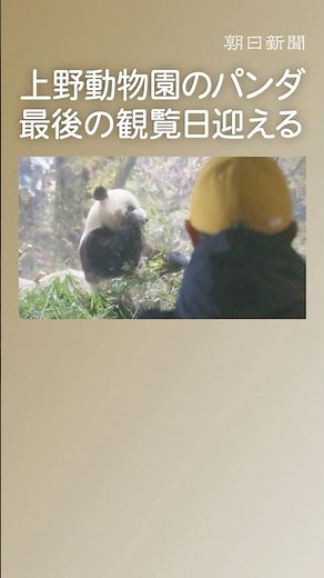 双子のジャイアントパンダ、シャオシャオとレイレイが最後の観覧日 東京・上野動物園
