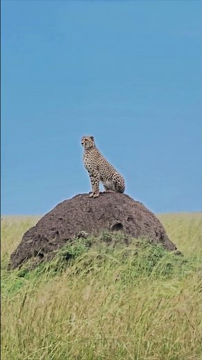 Cheetah Poses on a Mound 🐆🐆🐆 #Wildlife #Safari