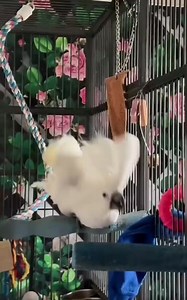 416K views · 11K reactions | One礪落 | Heavy Metal Hard Rock | Facebook