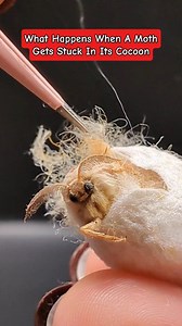 My favorite of all the #moths #petmoth #curiouscreatures | Jackie Rice