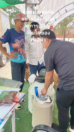 #Chianina #เคียนีน่า #คีรีน่า | Dubble D Chianina Farm