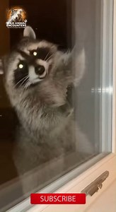 POV: You're getting ready for bed, and something is scratching at your window. It was trying to open it! I was terrified. What would you do? #wildlife #WildAnimalEncounters #Raccoon #HomeInvasion #SuburbanNight #USA_Canada | Wild Animal Encounters