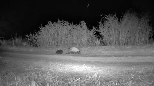 431K views · 4.2K reactions | A gentle reminder that a group of porcupines is called a prickle. How many in a group? For the purposes of this post, we'll say 2 or more porcupines. This is a mama and baby piggy pork, braving the winds at Ouray National Wildlife Refuge in Utah. Video by USFWS Video description: An adult and baby porcupine travel down a dirt road at night while the wind blows the vegetation around them. | U.S. Fish and Wildlife Service | Facebook