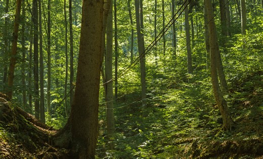 Vanished for 100 Years, Mythical Creature Reappears in Australia