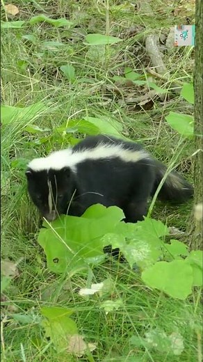 What Makes Skunks So Smelly? 💨🦨 (And Why It Works!)