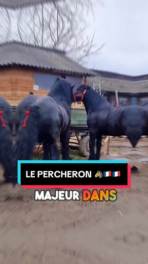 Découvrez le Percheron : Ce cheval puissant