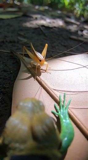 Theo chân con thằn lằn kiếm mồi #viral