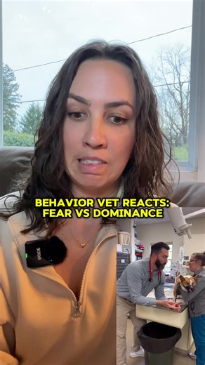 Neutering & Dog Aggression: Vet Explains