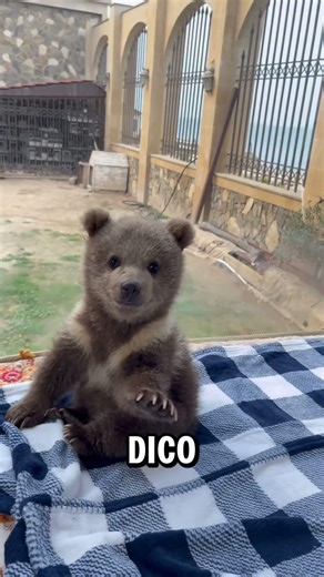THE STORY OF THIS POOR LITTLE BEAR SHOULD TEACH US TO BE GOOD