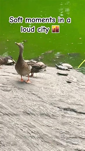 Proof that nature still wins in NYC 🍃 Nature break, NYC edition ✨