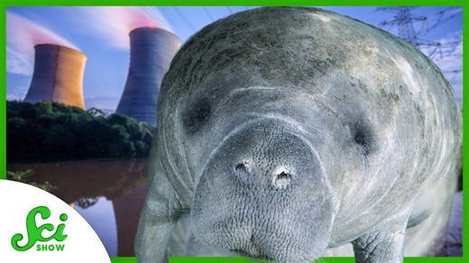 Why do manatees die when power plants shut down?