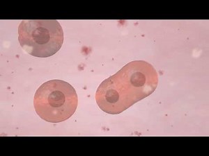 New insights into stem cell function