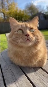 When This Cat Sneezes… The CUTEST Moment Ever! 😹✨#viralvideo #cat #catlovers #cute