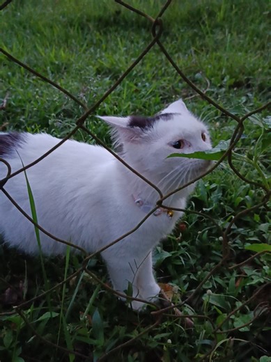 Curious Panda #vacation #viral