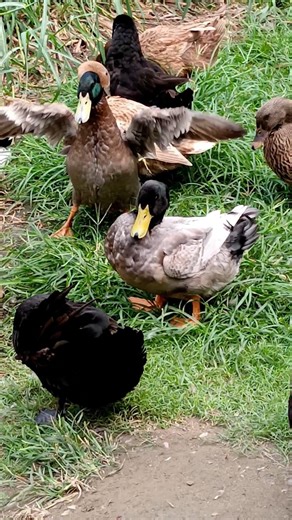 Happy Ducks In The Pond | Ducks Taking Shower #ducks #nature #villagelife #viral