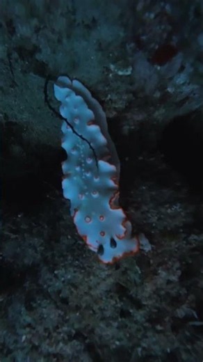 Dahab Diving: The Ornate Nudibranch (The Caves Dive site)