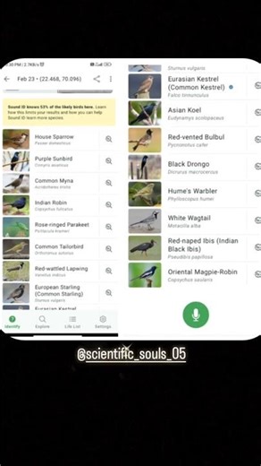 No beats… Just wings and calls 🎧❌🪽🎶#scientific_souls_05 #birding #backyardbirding #aves #zoology