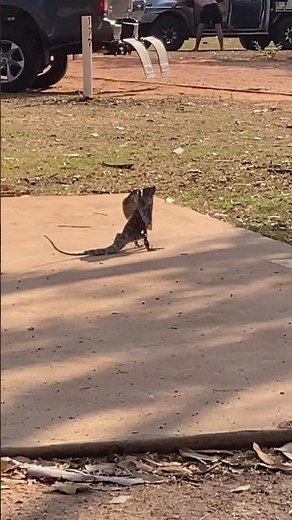 Lizard Runs On Its Hind Legs || ViralHog