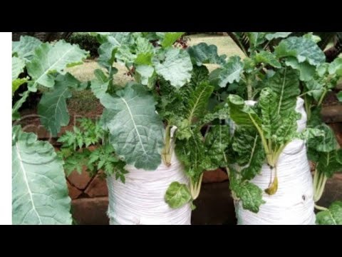 how to grow vegetables in sacks