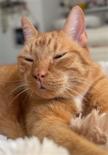 The Joy of Having an Orange Cat