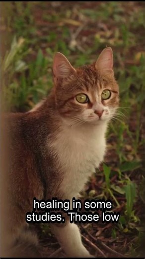 Why a Cat’s Purr Can Help Healing Bones