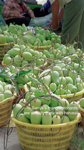 The Mango Orchards of Sanya in May 🥭🌴