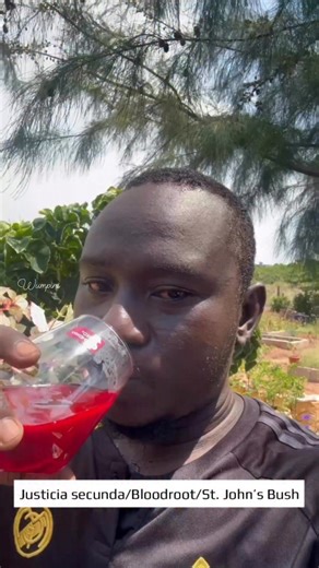 Most people walk right past Justicia secunda in neighborhood without knowing its power… From the garden to the teapot, this plant is a game changer for you🌱💪 check pinned comment for benefits and how to prepare .. Be inspired and follow for more nature secrets ❤️🙏🪴🧑‍🌾👍🥤 #NatureSecrets #nature #herbalife #flowers #diy #GrowYourOwn #organic #garden #SustainableLiving #reelschallenge | Fusheini Adams