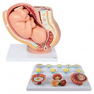 Axis Scientific Pregnancy Anatomy Model Set - Scientific Anatomy Model, mini Figure, Human Anatomy System Miniature, Demonstration Skill, Learning School Demonstration, Educational Model