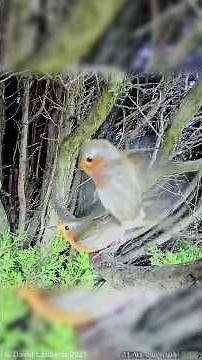 Robins mating #robin #mating