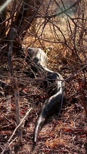 Giant Python After Eating Antelope 🐍🦌