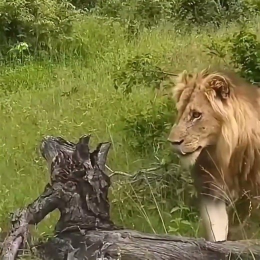 No Escape… Even Trees Can’t Save You! 🔥#Wildlife #LionVsLeopard