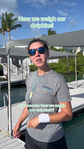 This is how we weigh our dolphins every week! #dolphin #dolphinconnection #dolphinencounter #dolphinexperience #dolphindiscovery #marinemammaltrainer #dolphintrainer #fyp #floridakeys #marinemammal #fypシ #foryou #foryoupage #viral #trending #education #lifeofadolphintrainer #trainer #training #animaltraining #conservation