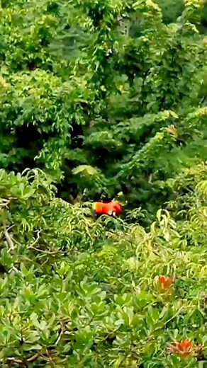 Wonderful birds ❤️ beautiful birds sound Full HD 4K #bird #birds #nature #wildlife #birdphotography #naturephotography #photography #birdwatching #wildlifephotography #animals #birding #birdlovers #ig #reels #facebookreels #fyp #fypシ #fypシ゚ #fypシ゚ #viral #FacebookReelsContest #facebookreelschallenge #birds #birdsofinstagram #birdstagram #birds_capturesout_birds #birds_adored #bestbirdshots #love | Ella