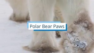 3.2K views · 438 reactions | Polar bears’ paws are made for roaming and thriving in the Arctic. | Polar Bears International | Facebook