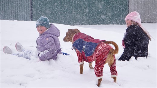 Cold moving into Ohio. How to protect dogs on walks in winter weather