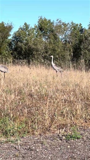 Sandcrane Teenagers: Minnesota's Best Rust 454