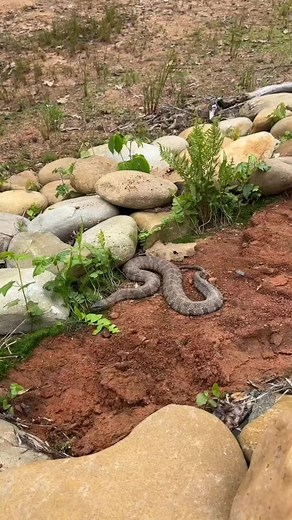 161K views · 846 reactions | Banded Water Snake Removal Shaquille O' Neal 's new pond build. #snake #watersnake #shaq #shaquilleoneal | Ed The Pond Professor | Facebook