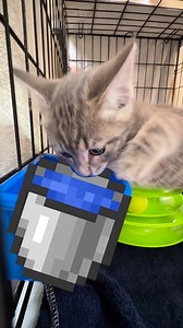 11K views · 165 reactions | It’s getting hot out there... Don’t forget to drink water and adopt a kitten!  Come and visit our kittens and cats at Cat Haven! Adoptions Open: ⏰10am-5:45pm Monday-Friday ⏰10am-4pm Weekends & Public Holidays ㅤ 23 Lemnos Street, Shenton Park | Cat Haven WA | Facebook