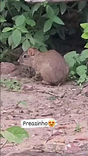 preá. Animal típico do nordeste Brasileiro. #ceará #sertão #inverno #nordestebrasileiro