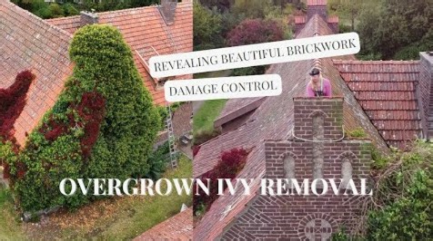 Saving My House From Overgrown Ivy – The Big Cleanup