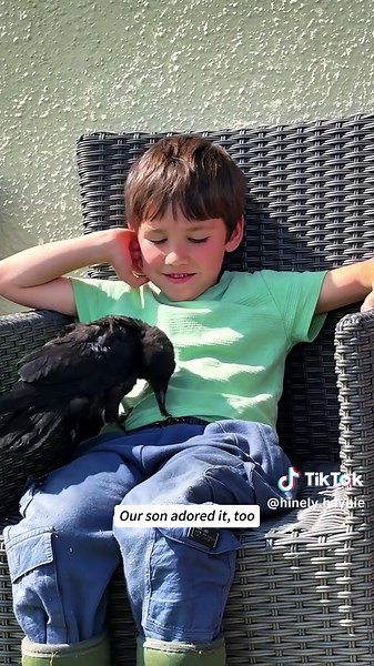 Abandoned Baby Crow Rescued by Couple