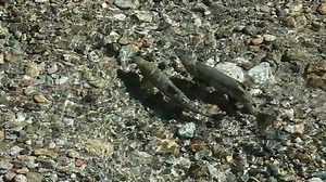 Adult salmon spawn in river P HD 0182