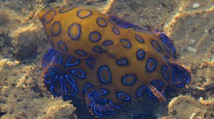 Fisherman discharged after octopus bite scare