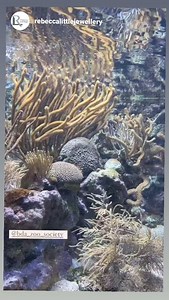 Bermuda Aquarium, Museum and Zoo supported by Bermuda Zoological Society on Reels